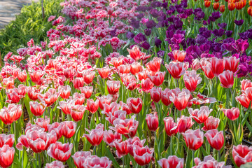 The Fresh blooming tulips in the spring garden