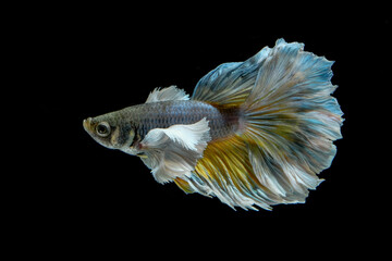 siamese fighting fish