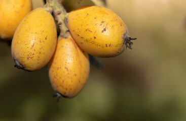 Close up of ripe yellow loquat growing on the branch of a tree in Italy. The background is green with space for text