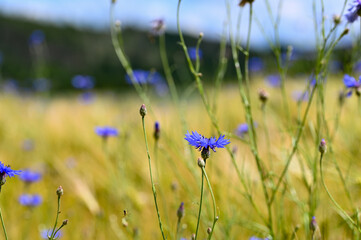 Cornflower in a field