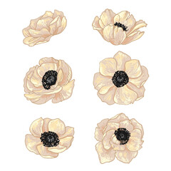 Anemone Pattern Flowers vector line drawing. Drawn by a black line on a white background.