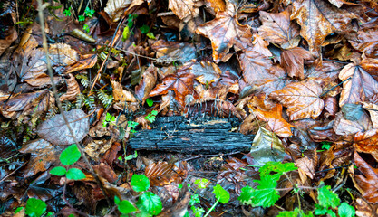 Close up of tree trunk with Carbon Antlers fungi (Xylaria hypoxylon)

