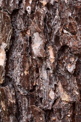 pine bark