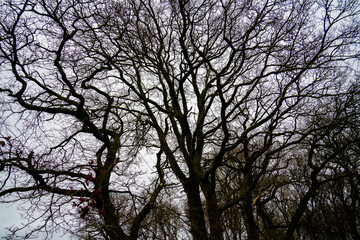 Obraz premium Silhouettes of branches of a large tree 