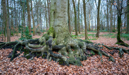 Fototapeta na wymiar Base of a large beech tree 