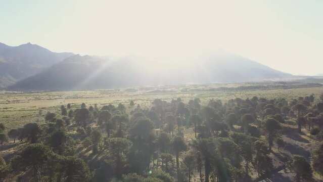 Aerial of Araucaria trees, also evergreen coniferous tree or monkey tail tree, with thick sharp needles, close to Lanin volcano in the border region between Argentina and Chile.
