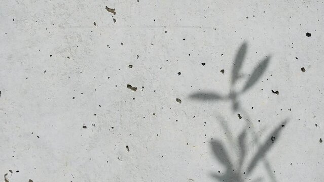 White wall banner with olive leaves shadows with space for text. Textured background with olive branches. Olive oil extraction. Movement of the leaves with the wind.