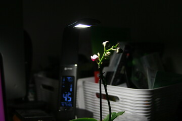 little flower in dark night