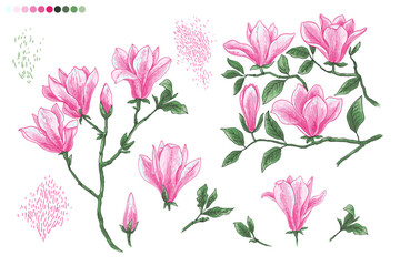 Magnolia Spring flowers. Vector color sketch of flowers by line on a white background. Decor