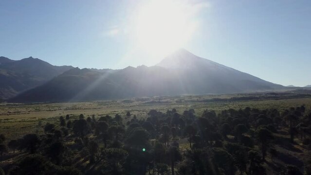 Aerial of Araucaria trees, also evergreen coniferous tree or monkey tail tree, with thick sharp needles, close to Lanin volcano in the border region between Argentina and Chile.