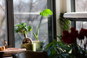 green bonsai at home