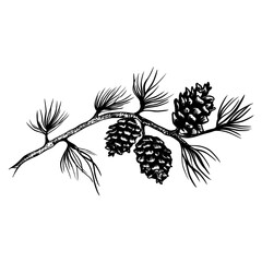 Vector sketch hand drawn pine cones on a branch, line art
