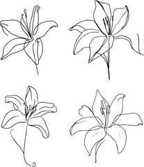 lily flower one line drawing