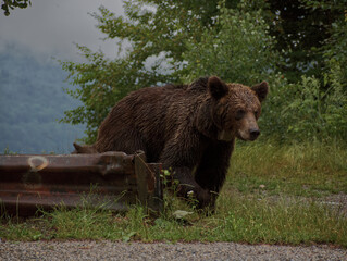 Naklejka premium Bear