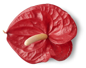 vibrant red anthurium flower head, aka tailflower, flamingo laceleaf flower and painter's palette, heart shaped blossom isolated, taken straight from above