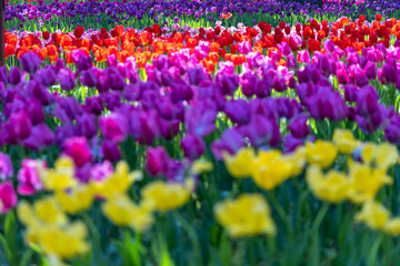 チューリップの祭典