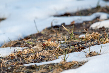 Common Redpoll (Acanthis flammea) Camouflaged while Looking for Food from the Grassy Ground as Snow Started to Melt in Finland during Early Spring
