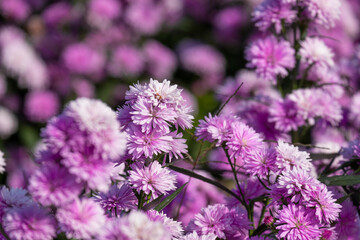 closeup fresh bouquet purple violet pretty flower blossom in botanic garden.  romance florist violet herb blooming in natural park