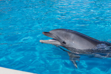 プールを泳ぐイルカ