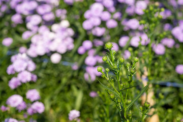 Fresh group bouquet green buds before blooming to  purple violet pretty flower blossom in botanic garden.  romance florist violet herb blooming in natural park