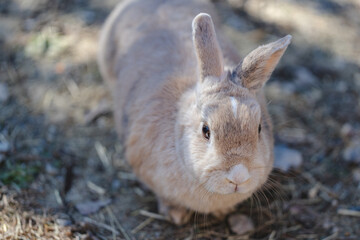 正面を向くウサギ