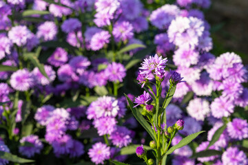 closeup fresh bouquet purple violet pretty flower tree blossom in botanic garden.  romance florist violet herb blooming in natural park