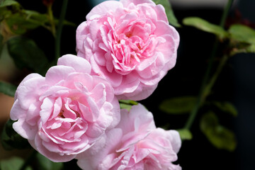 Top view beautiful three soft pink rose yellow pollen orange. abstract shape with green leaves in botany garden. symbol of love in valentine day. soft fragrant aroma flora.