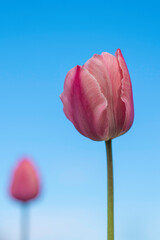 tulip on blue background