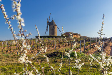 Spring vineyards with Chenas windmill in Beaujolais, Burgundy, France