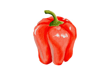 red paprika  Watercolor  isolated 