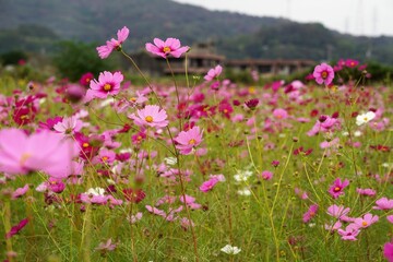 コスモス畑