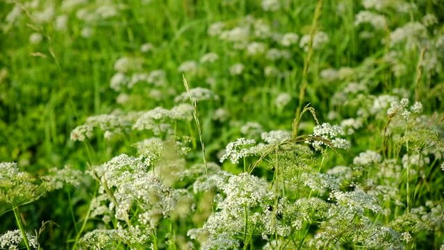 The cow parsley, Anthriscus sylvestris, is an umbelliferous plant. The wild chervil grow in meadow. Kupyr on a summer day, close-up, side view. White flowers on a green background.