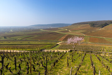Fototapeta na wymiar Early spring vineyards near Aloxe-Corton, Burgundy, France