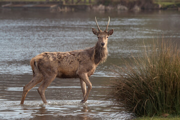 Young stag crossing water looking for a mate