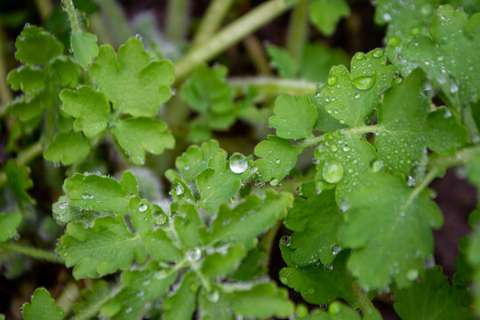 A green plant with water droplets on it and the leaves are wet. High quality photo