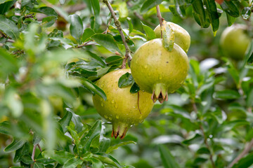 Mature pomegranate fruit