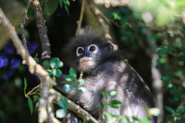 Fototapeta premium Closeup Portrait of the Dusky Langur Monkey with Amazing Eyes and Wind Shaken Fur, Thailand