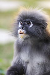 Closeup Portrait of the Dusky Langur Monkey with Amazing Eyes and Wind Shaken Fur, Thailand
