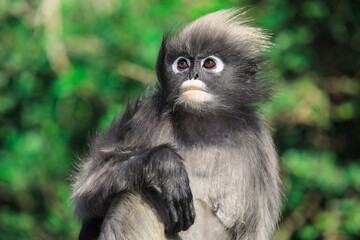 Closeup Portrait of the Dusky Langur Monkey with Amazing Eyes and Wind Shaken Fur, Thailand