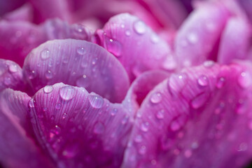 Macro shot of tulip with water drops, Keukenhof flower garden, Lisse, Netherlands