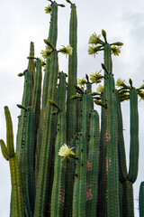 A tall cactus with flowers during flowering against sky. green cactus in summer