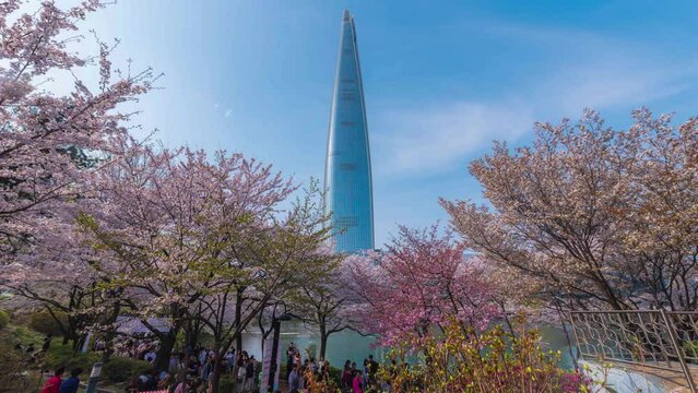 Time Lapse 4K 1 April 2023 The air -pursuit of the city in the heart of the city in the spring, cherry blossoms in South Korea.