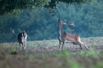 Fallow deer Dama Dama