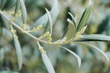 Olive tree blooming in spring. Olive tree leaves with beautiful natural sunlight in the background. Space for text, oil extraction process.