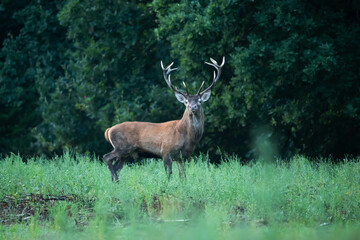 Red deer Cervus elaphus © Robert