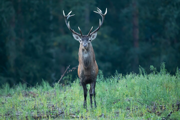 Red deer Cervus elaphus