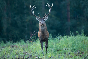 Red deer Cervus elaphus © Robert