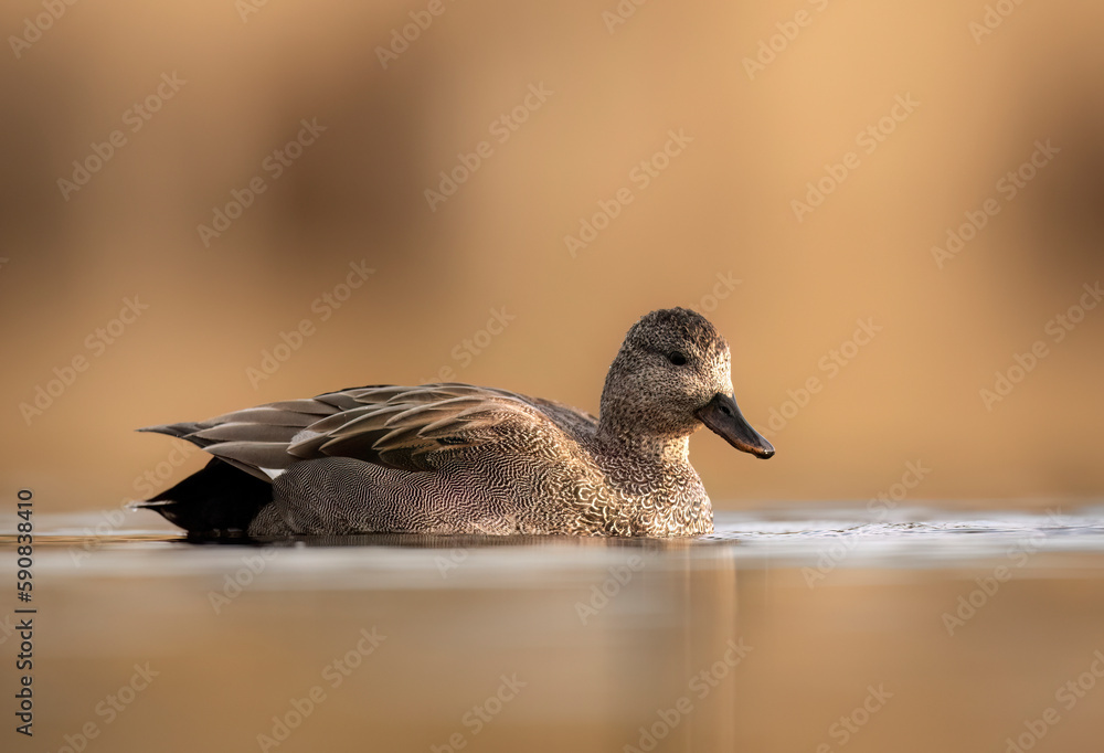 Wall mural gadwall bird ( mareca strepera ) close up - male