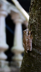 Brown tree frog