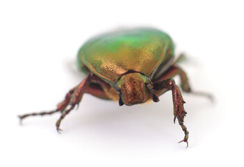 Green beetle isolated.